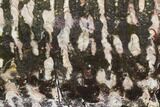 Polished Stromatolite (Collenia) Slab - Minnesota #130657-1